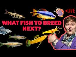 Looking At What Fish or Shrimp I Should Breed  Next? + Q&A and OPEN CHAT!