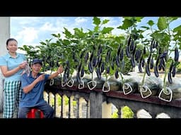 Why Growing Eggplants Upside Down Is A Magical Secret You Must Try!