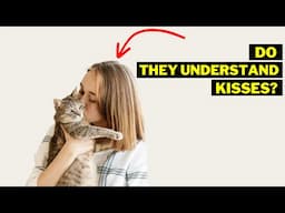 Understand what your cat truly thinks when you kiss them!