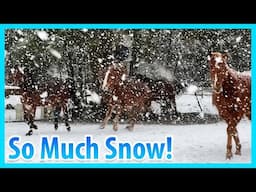 The Horses In Their First Snow This Winter!