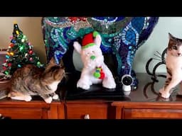 Cats playing with Santa Puppy