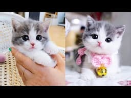 Baby Cats - Cute and Funny Cat Videos Compilation #67 | Aww Animals