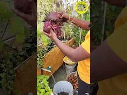 🍠  🍠 நடவு 🍠  🍠 அறுவடை🍠   🍠 Purple yam 🍠ஊதா இராசவள்ளி கிழங்கு