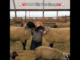 R & R With Sheep!🥰🐑