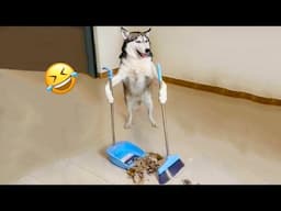 New Funniest Animals 2024 😂 Best Funny Cats and Dogs 😻🐶 Part 23