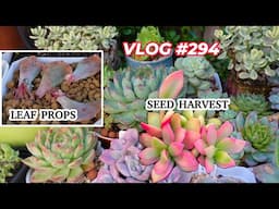 WATER, LEAF PROPAGATION, SEED HARVEST & MEALYBUG KILLER | VLOG #294