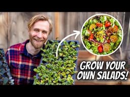 How to Grow Salad Greens in Containers | Full Guide for Beginners with Step-by-Step Instructions