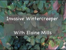 Invasive Plant: Wintercreeper