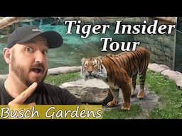 Behind the Scenes: The Tiger Insider Tour at Busch Gardens