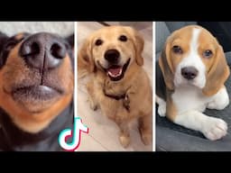 Puppies Doing Funny Things 🐶 Cutest Doggos Compilation