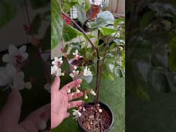 Clerodendrum Smithianum Blooming #clerodendrum #bulbplant #groplants