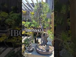 Insta: iBonsai.climbingtrees #bonsaitree #trees #bonsai