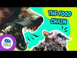 Explore the Food Chain! 🌱🦁🦅 | Educational Videos for Elementary School @HappyLearningENG