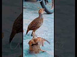 TeetarkiAwaz #viralshorts #teetar #birds #fight صوت الحجل