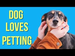 SECRETS Behind Dogs' Affection for PETTING