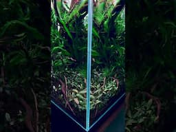 Nature In A Glass Cube #aquascape #plantedtank #freshwater