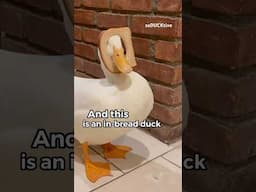 Two types of ducks 🦆