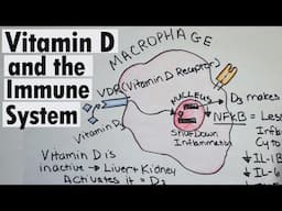 Vitamin D and the Immune system