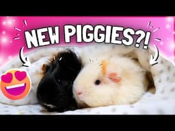 First Day with Our New Baby Guinea Pigs! 😍🎉