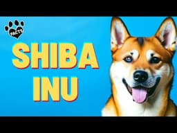 Shiba Inu Dogs 101  History, Appearance, and Personality