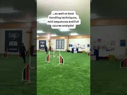 OneMind Dogs Distance Masterclass