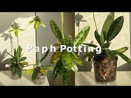 Repotting Paphiopedilum Orchids 🌸