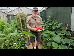 Tomatoes - Greenhouse vs Outdoor