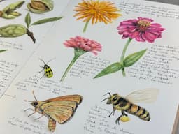 Nature Journal 4 Zinnias