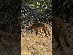 Urban Coyotes Help Control Rodent Populations