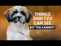 10 Things Your Shih Tzu Can See and Hear That You Can’t!