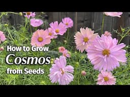 How to Grow Cosmos from seed 🌸 | An Easy Annual Flower