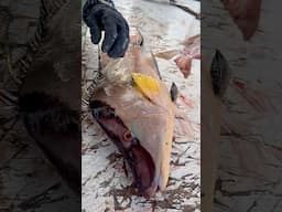 How to Clean a Hogfish