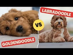 Labradoodle vs Goldendoodle: Key Differences to Know