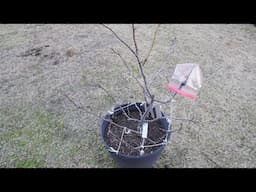 Can You Grow Pear Tree From Seed And Will They Fruit?