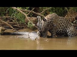 Jaguar Attacks Caiman Crocodile