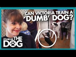 Can Victoria train a 'Dumb' Dog? | It's Me or the Dog