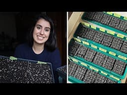 Soaking & Pre-Sprouting Ranunculus and Anemone Corms + Soil Blocking 500 Cool Season Flower Seeds