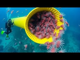 Florida Man's Released Pet Fish Changed the Ocean Forever