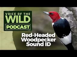 Episode 34: Red-Headed Woodpecker – Voice of the Wild