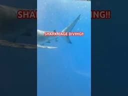 COME SHARK CAGE DIVING WITH ME IN HAWAII! #shark  #travel #sharkcagediving #hawaii