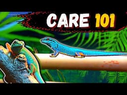 Electric Blue Day Gecko Care Guide