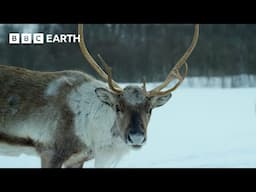 Reindeer's Amazing Adaptations to Living in Snow | Snow Animals | BBC Earth Kids