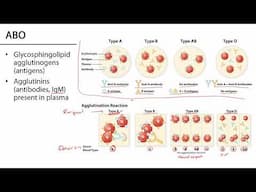 Blood Types