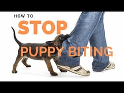 How to Stop Puppy Biting