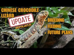 MEET THE RAREST PETS I OWN! CHINESE CROCODILE LIZARD UPDATE 2024 | Shinisaurus crocodilurus