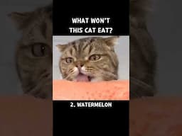 What Won't This Cat Eat?