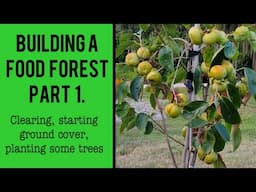 Building a food forest Part 1. Clearing, starting ground cover, planting fruit trees