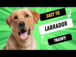 Are Labradors Easy To Train?!