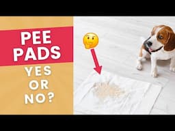 Moving Away from Puppy Pee Pads