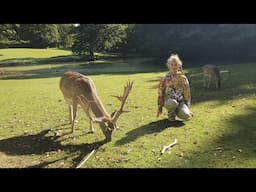 Marselisborg Deer Park in Aarhus, Denmark (Marselisborg Dyrehave)